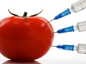Genetically modifying a tomato