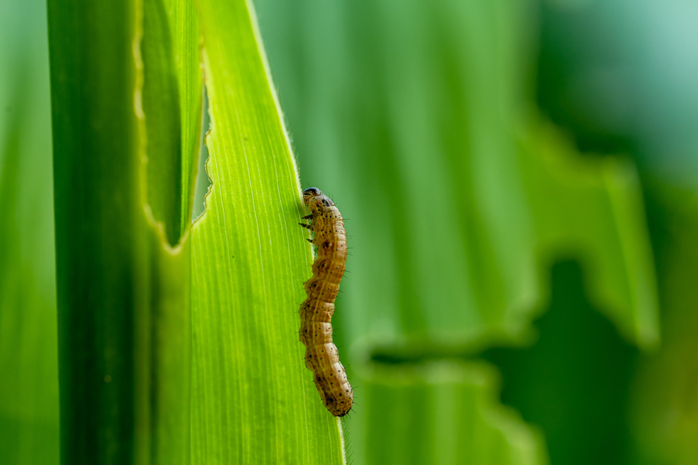 An armyworm eating on a leaf 