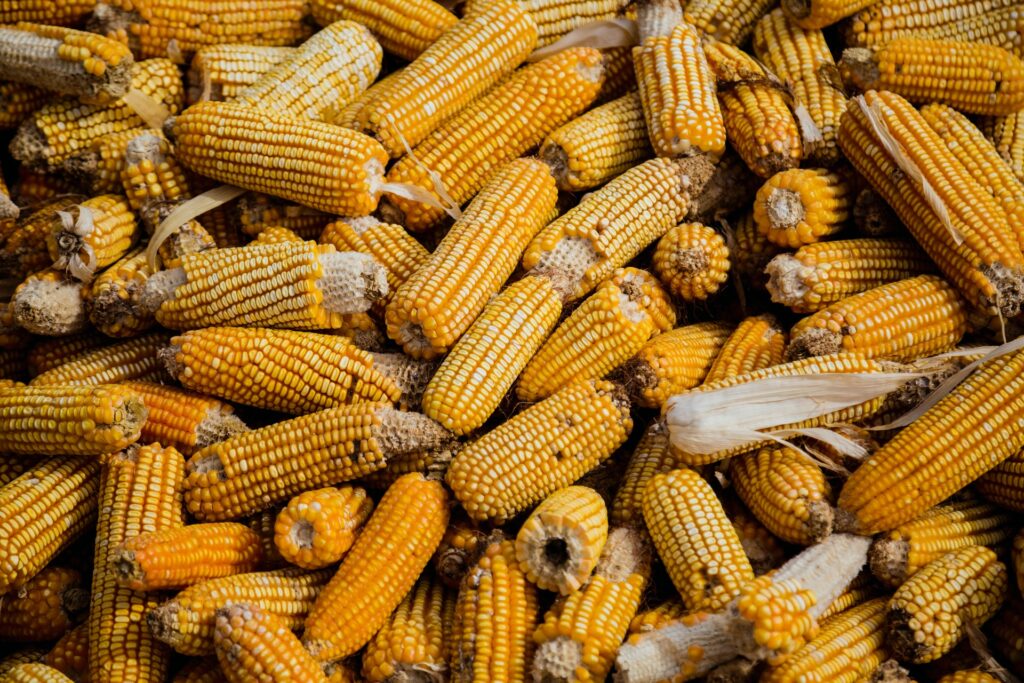 a bunch of corn cobs